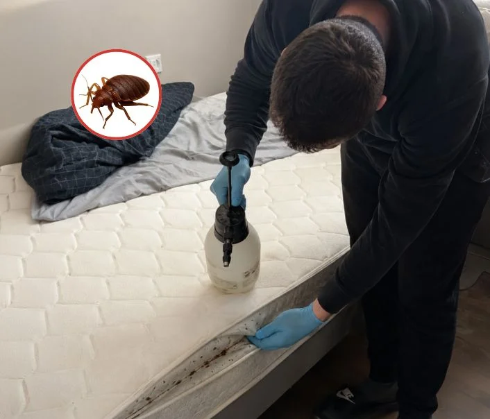 Technicien traitant un matelas contre les punaises de lit à Buno-Bonnevaux